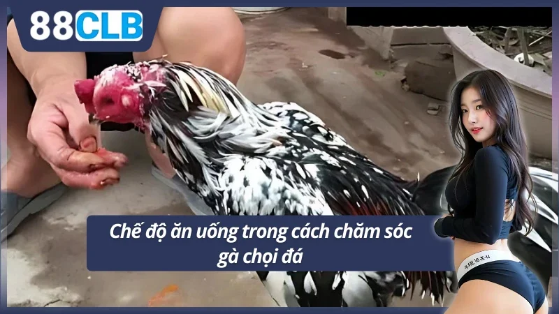 Chế độ ăn uống hợp lý là yếu tố quan trọng trong chăm sóc gà đá