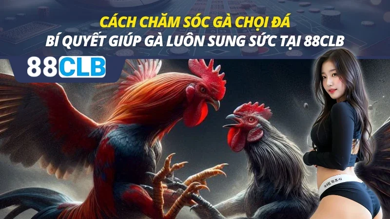 Cách Chăm Sóc Gà Chọi Đá