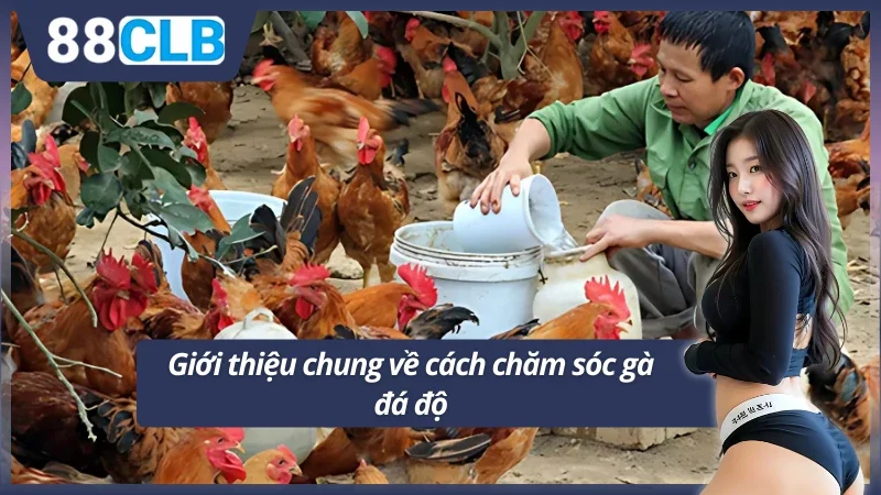 Tìm hiểu cách chăm sóc gà đá độ đơn giản