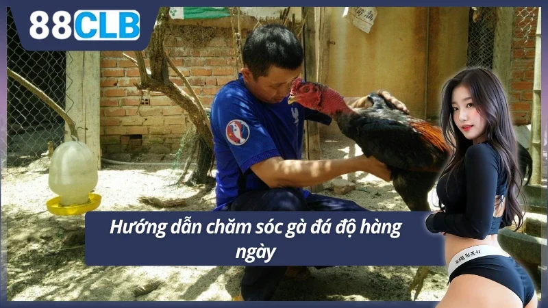 Chia sẻ nhanh cách chăm sóc gà đá độ mỗi ngày