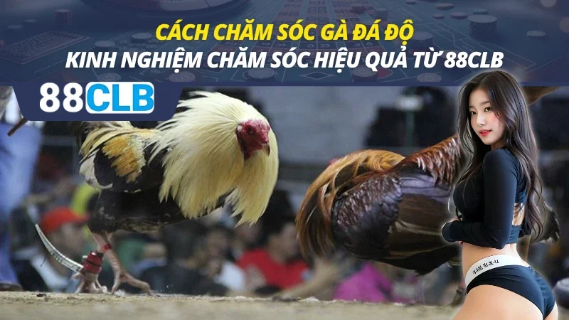 Cách Chăm Sóc Gà Đá Độ