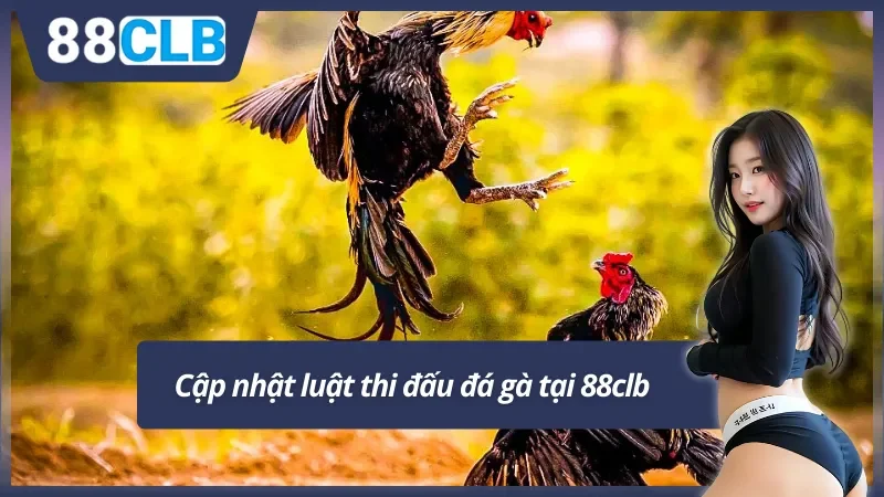 Nguyên tắc thi đấu đá gà 88clb không phải ai cũng biết