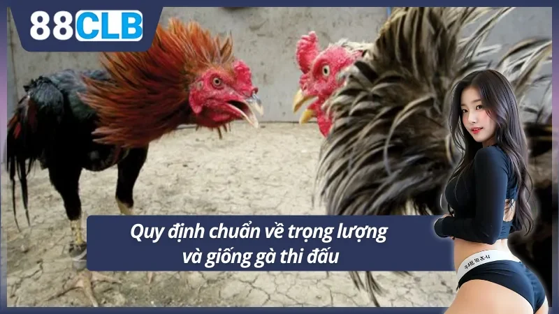 Tiêu chuẩn chọn gà thi đấu chuyên nghiệp