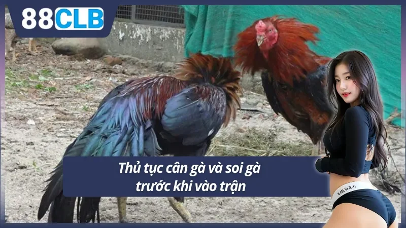 Quy trình kiểm tra chiến kê trước mỗi trận đấu