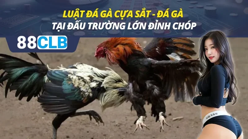 Luật Đá Gà Cựa Sắt